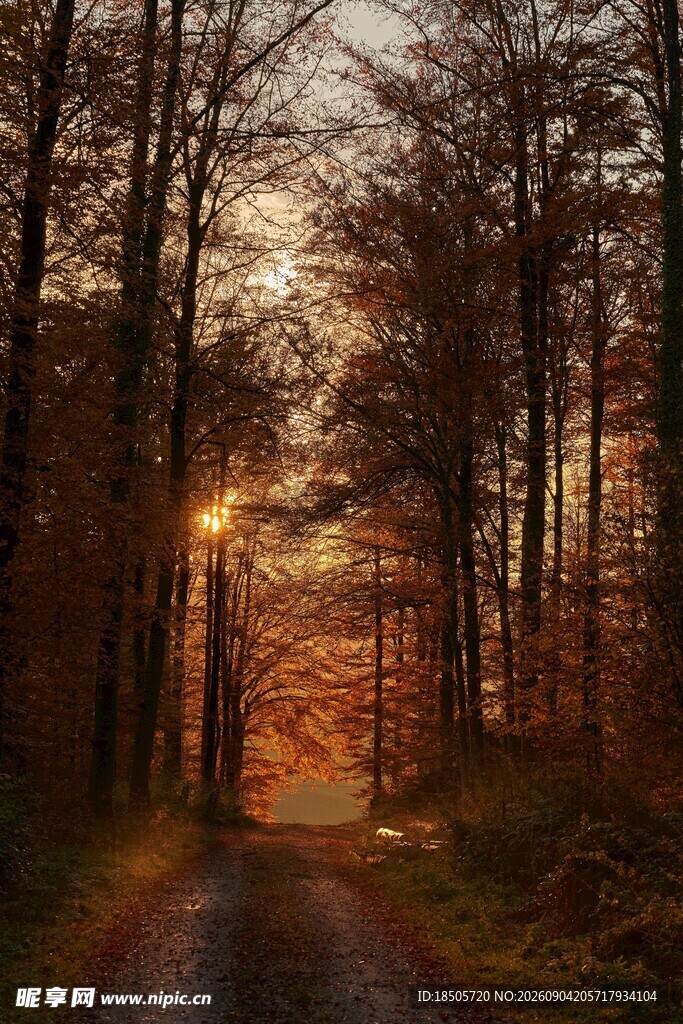 黄昏林间小路的静谧美景