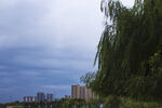城郊垂柳与远处高楼景致