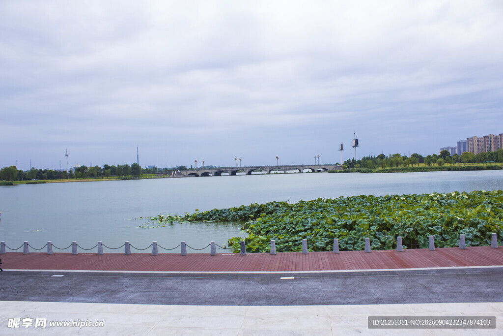 湖畔荷塘美景