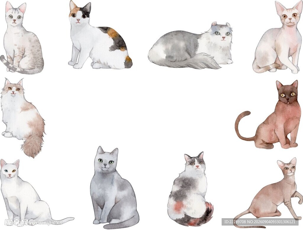 多样猫咪姿态展示