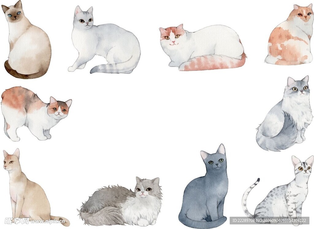 多样萌猫集合