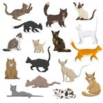 多样猫咪姿态集合