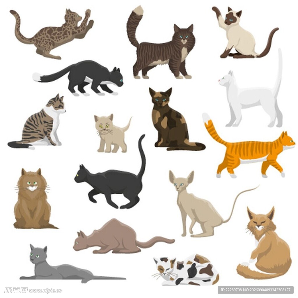 多样猫咪姿态集合