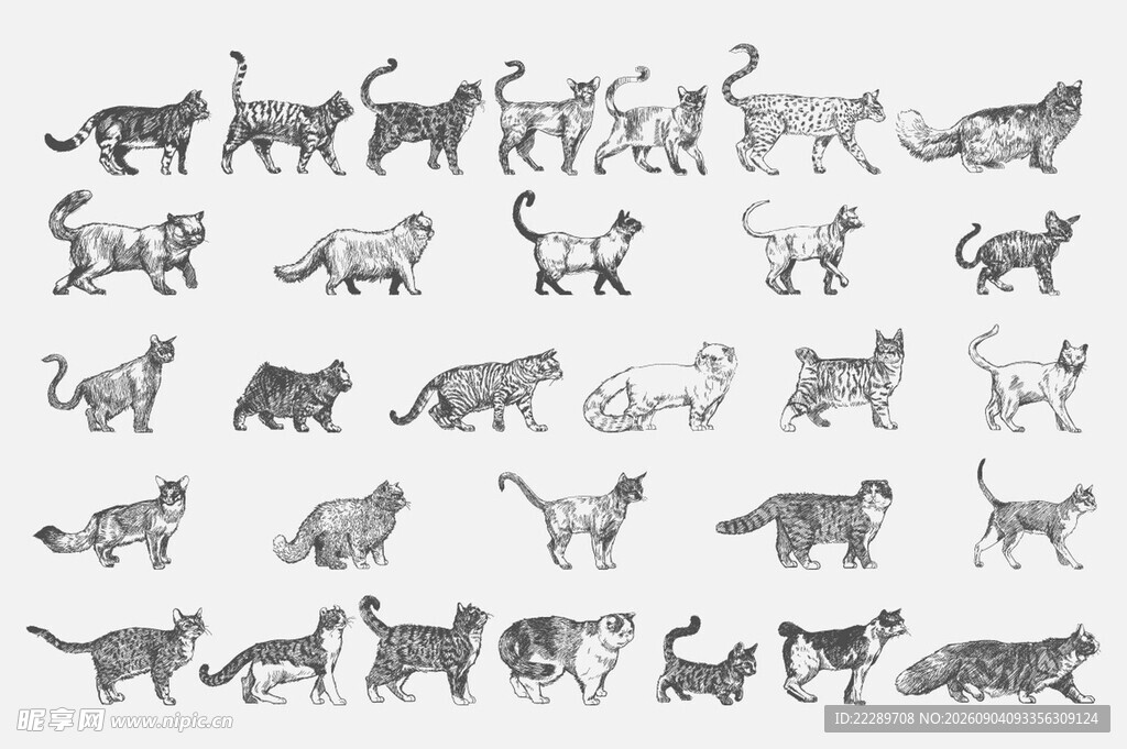 多样姿态的猫图案集合
