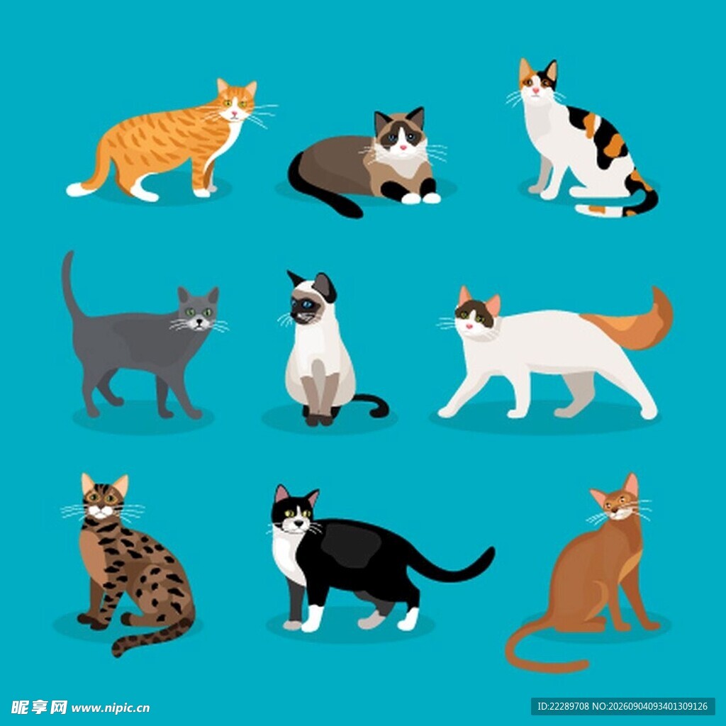 多样猫咪集合