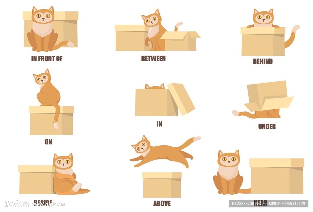 猫咪与纸箱的趣味瞬间