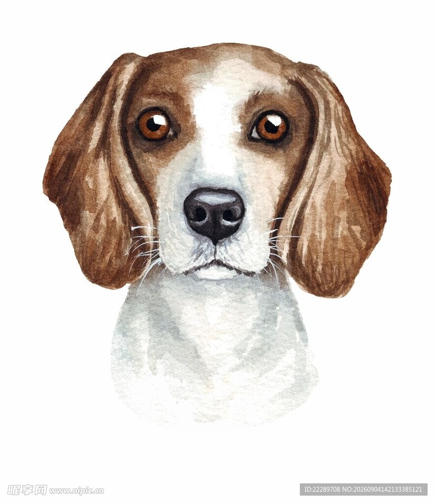 可爱比格犬水彩画像