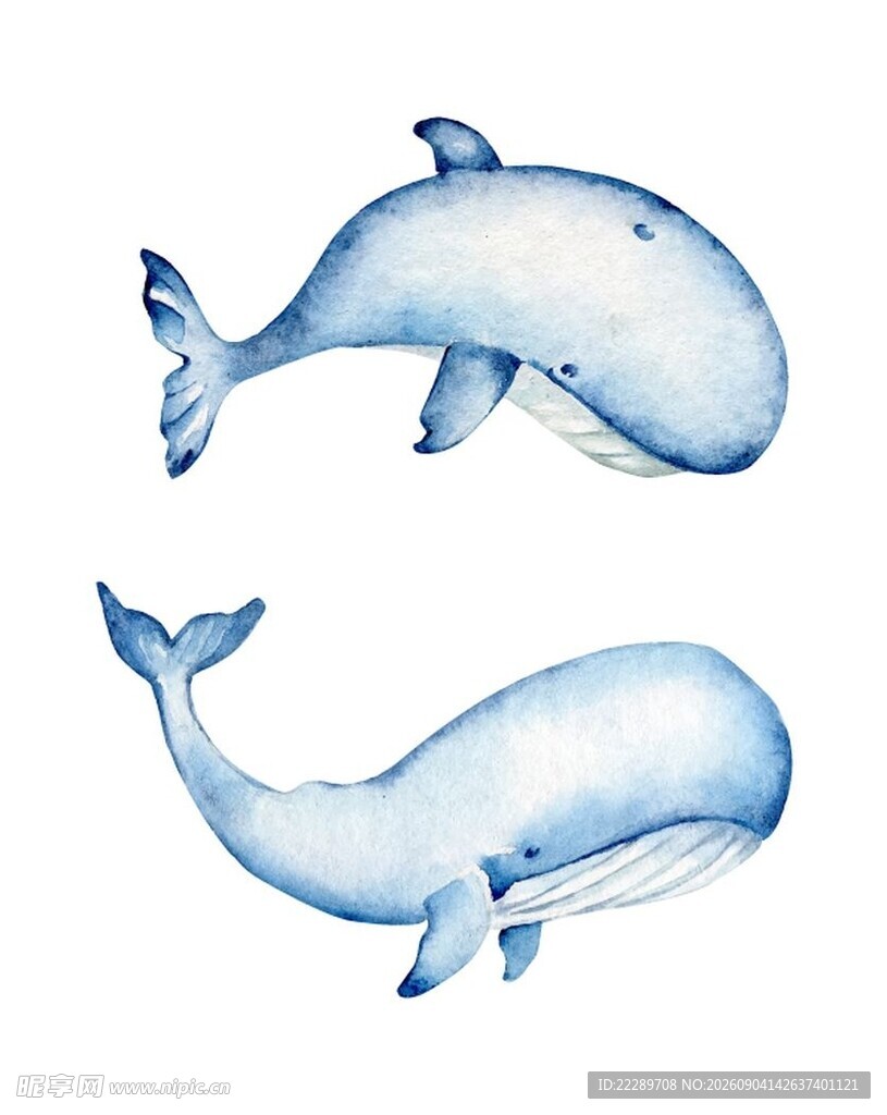 手绘双鲸鱼插画