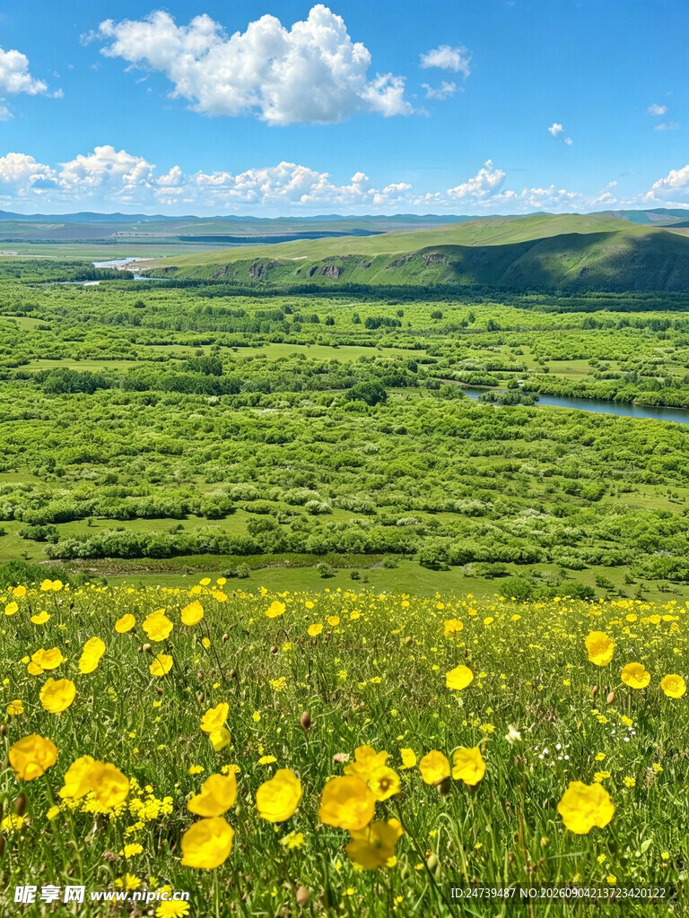 草原黄花美景