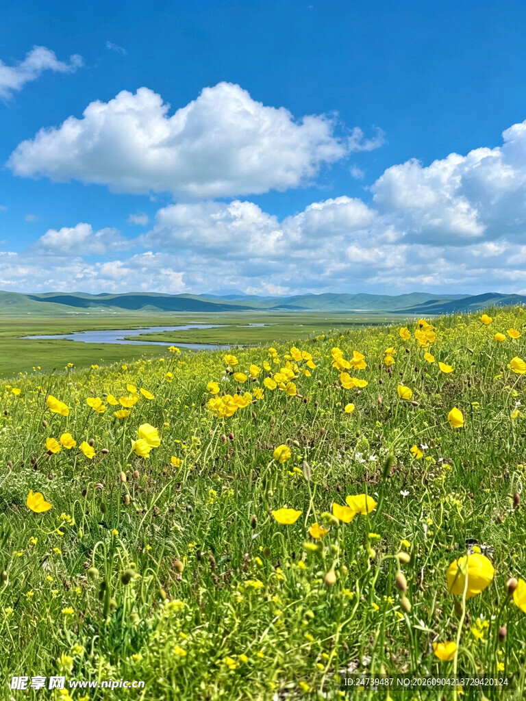 草原黄花蓝天美景如画