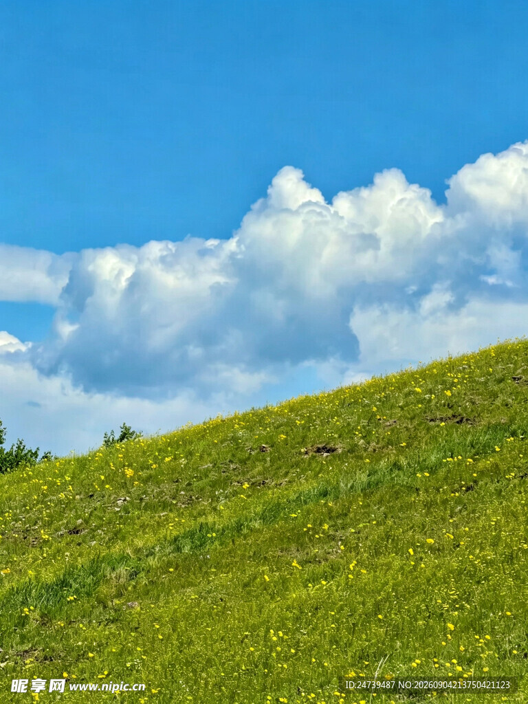蓝天绿地间的美丽景致