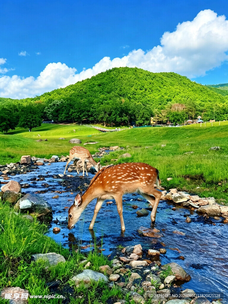溪边小鹿饮水的自然美景
