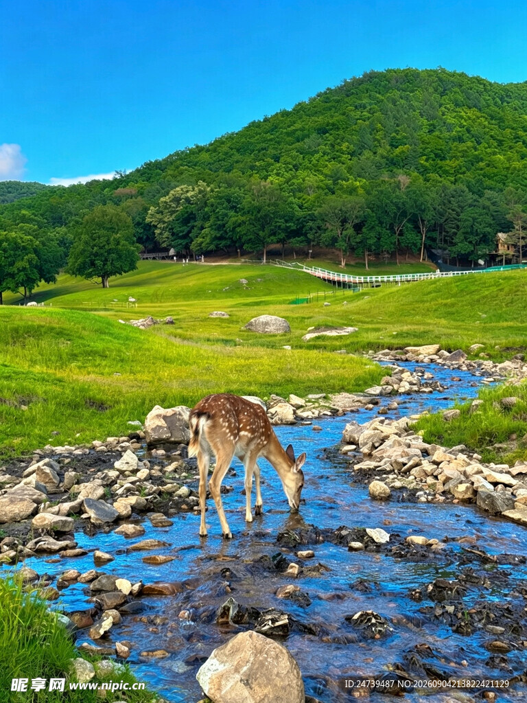 溪边小鹿饮水的自然美景