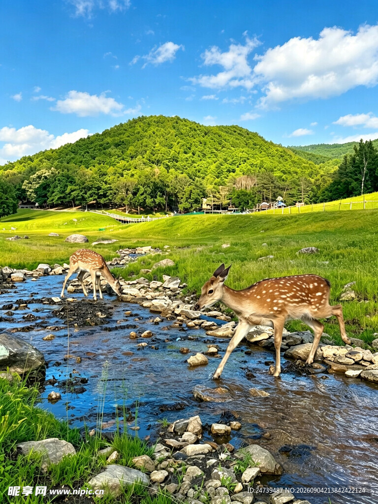 草原鹿群的悠然田园风光