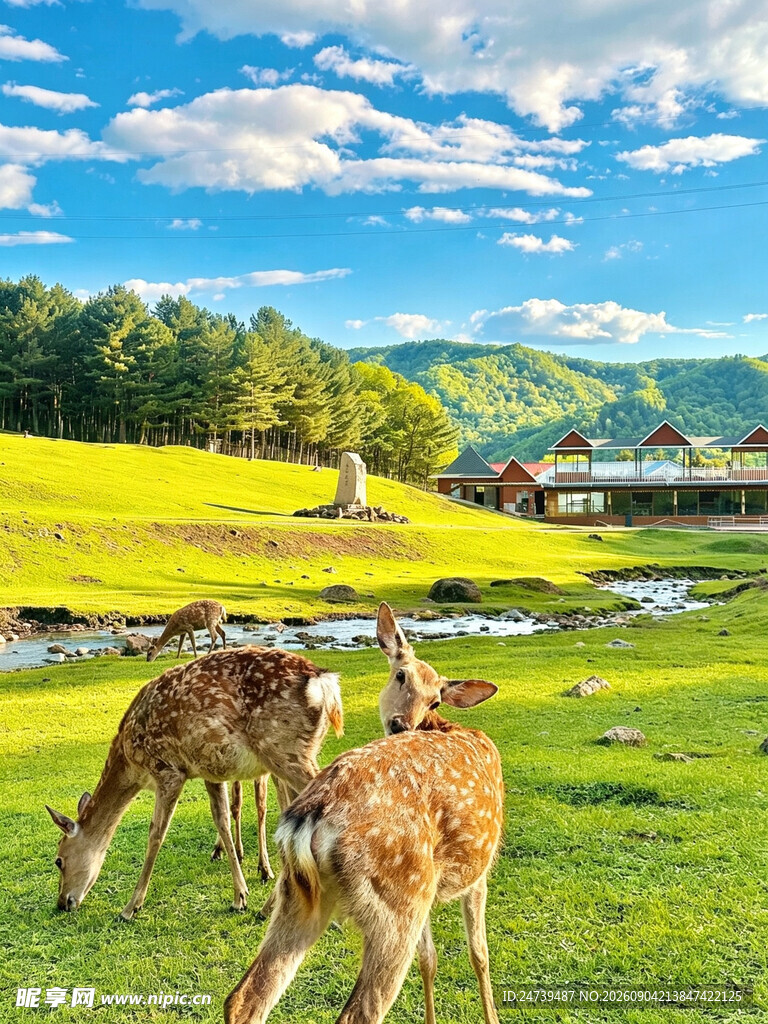 草原鹿群的悠然田园风光