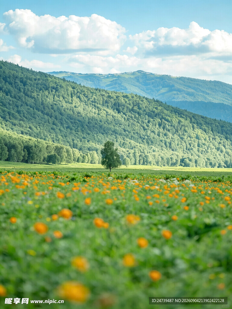 山间绚烂花海美景