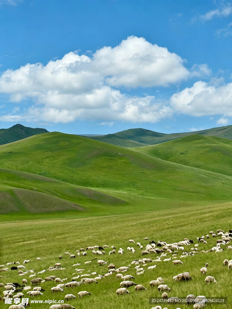 草原羊群美景