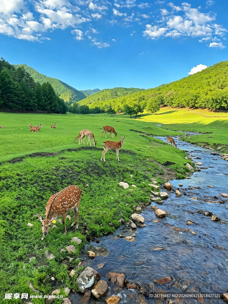 溪边草地的悠闲鹿群