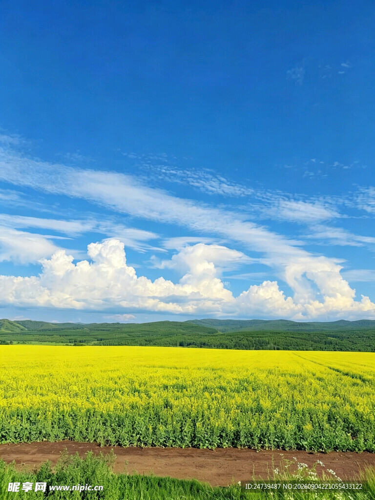 金黄田野与蓝天白云美景