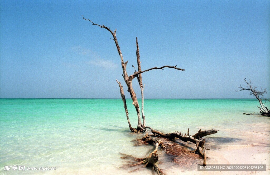 海滩枯木碧海蓝天美景