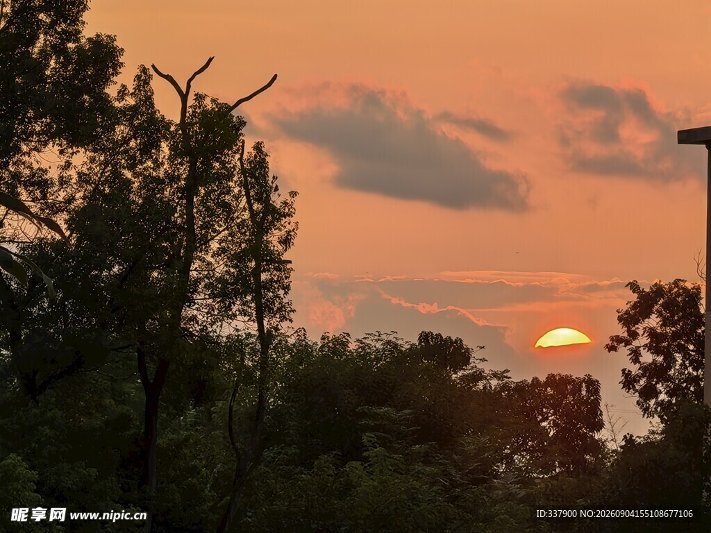 夕阳下的树林美景