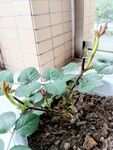长嫩芽的月季花小苗