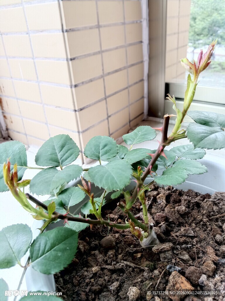 长嫩芽的月季花小苗