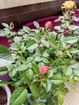 玫红月季花苞