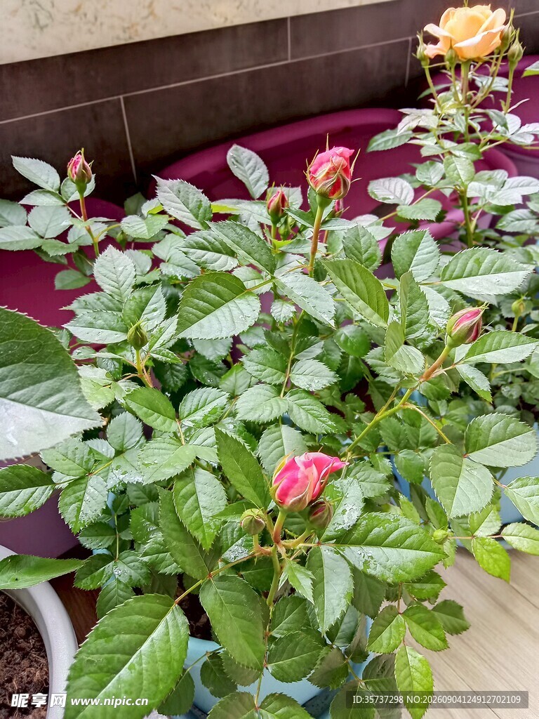 玫红月季花苞
