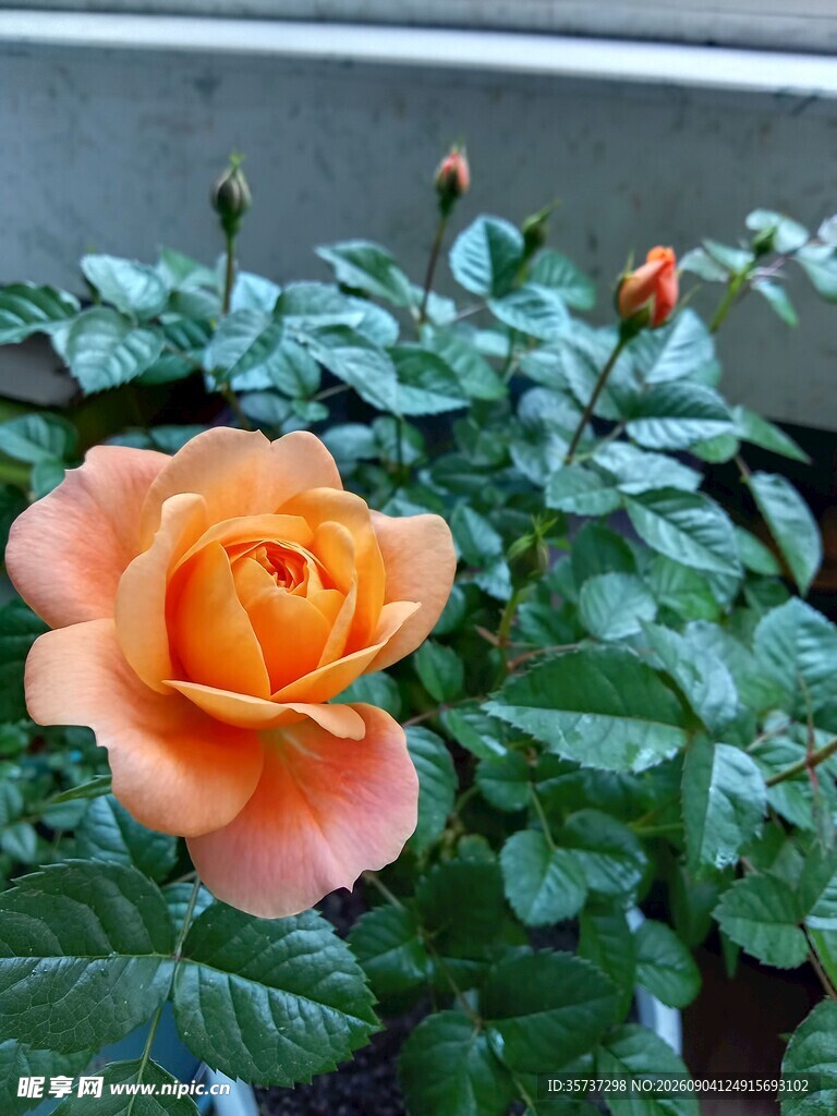 橙色玫瑰花