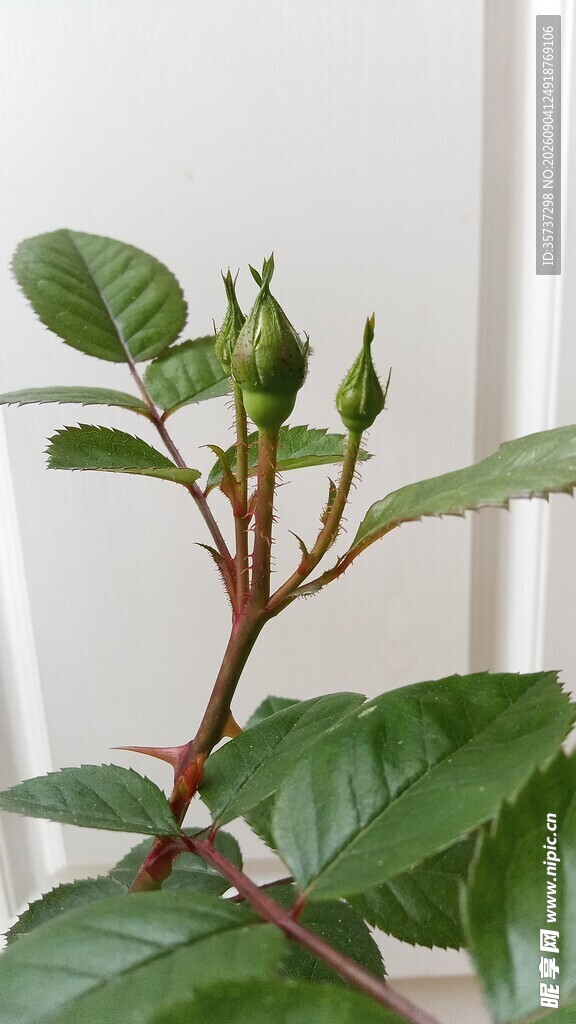 自然光月季花苞特写