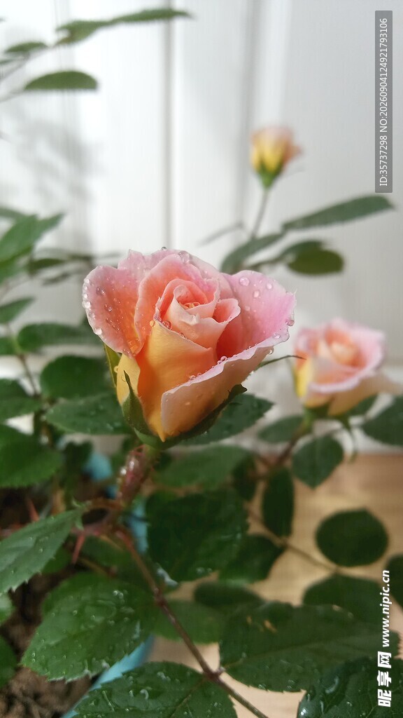 带露珠渐变玫瑰花苞