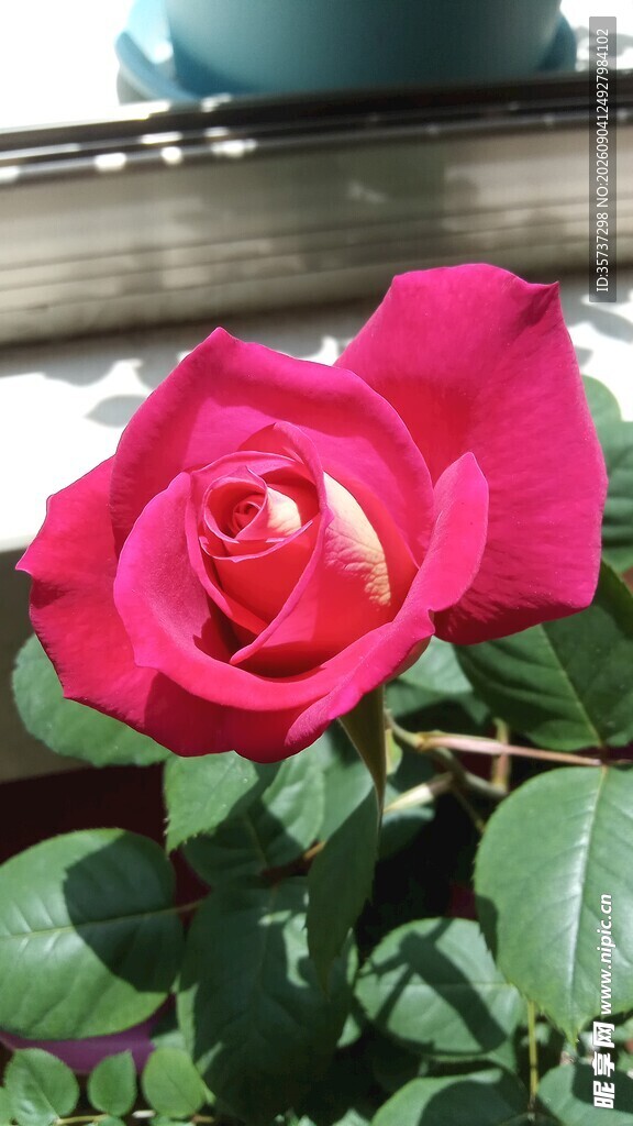 玫红玫瑰花单朵特写