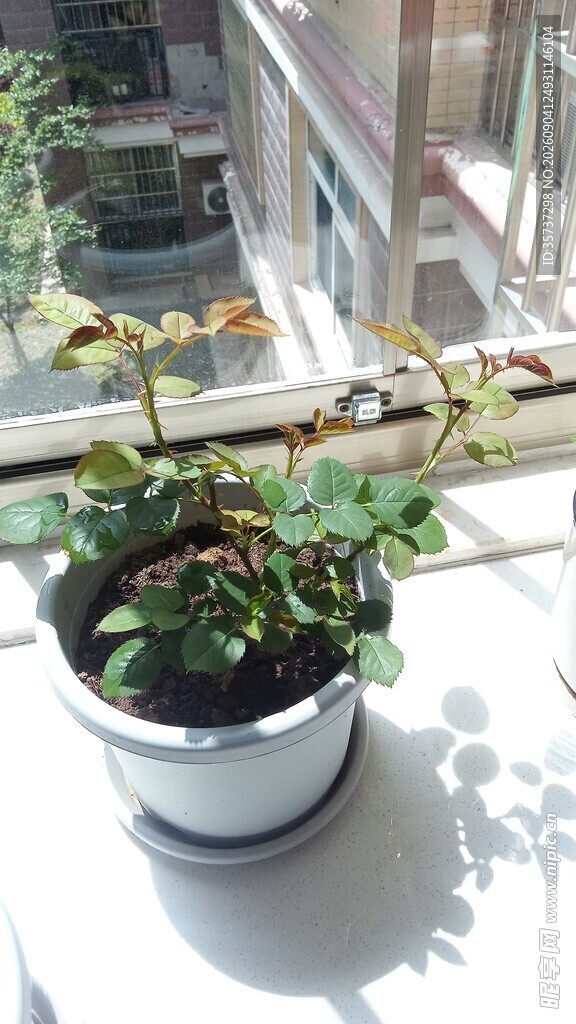 窗边月季小盆栽