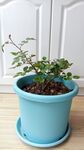 月季花小苗