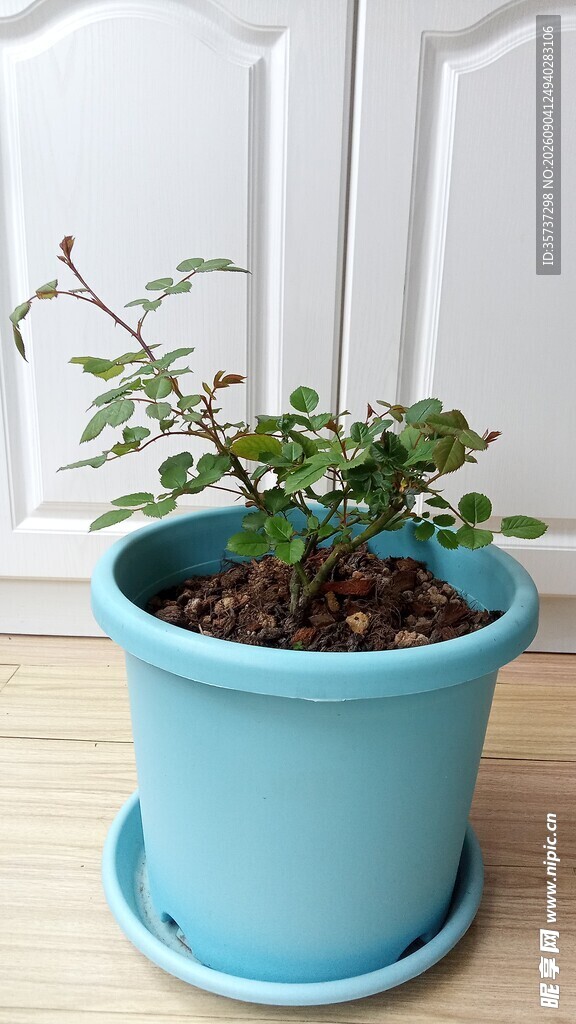 月季花小苗