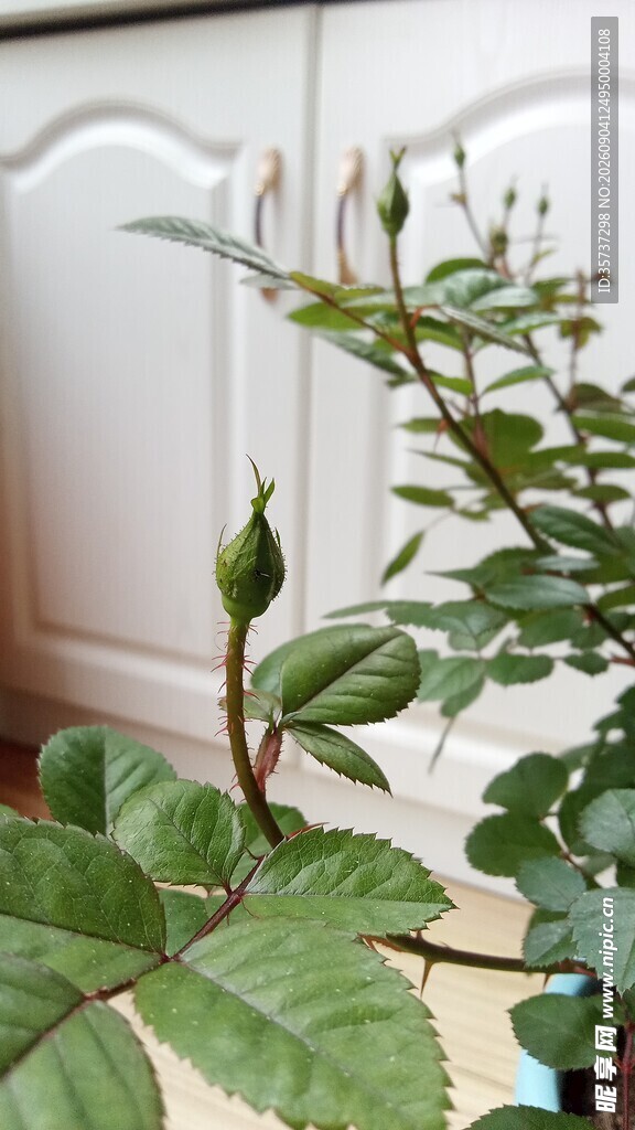 阳台月季花苞