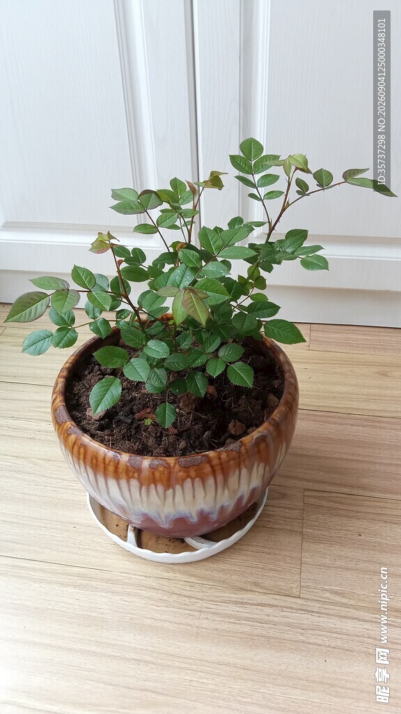 陶瓷盆栽月季花苗