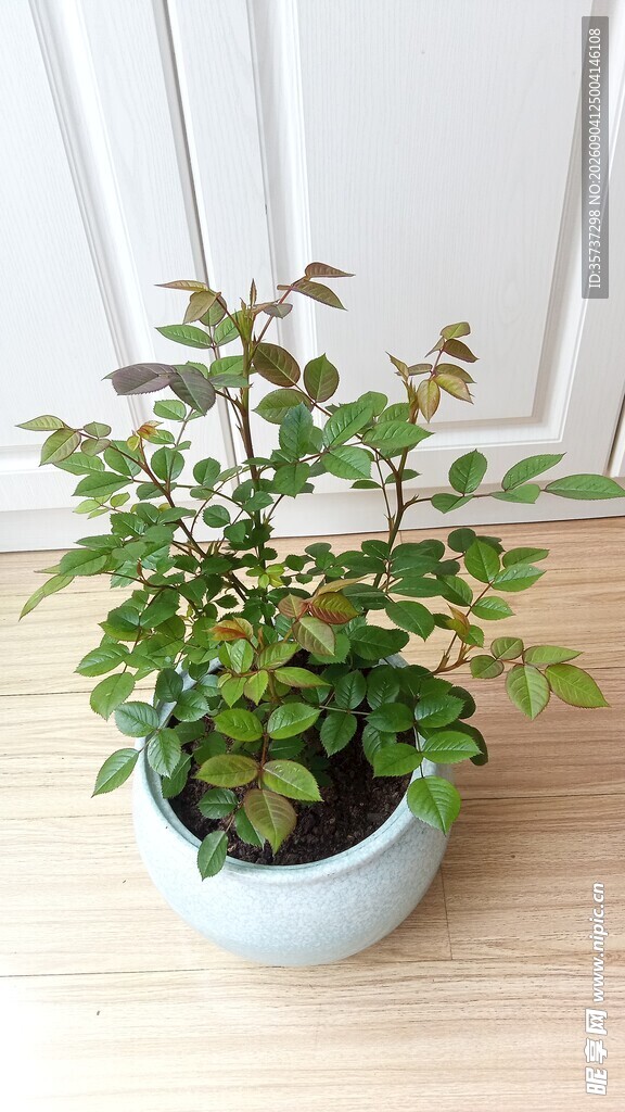 阳台盆栽月季花苗