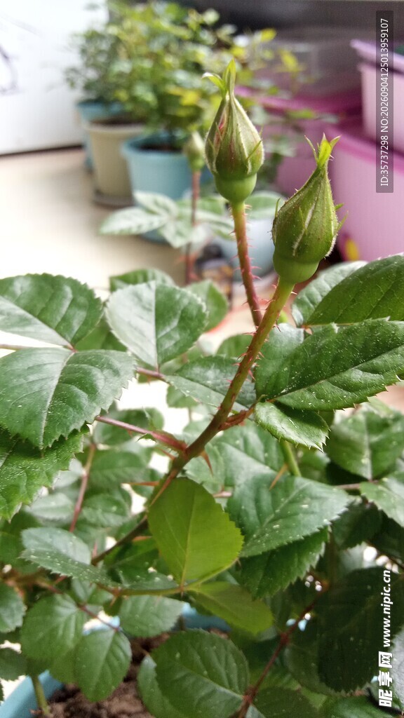 带刺玫瑰花苞