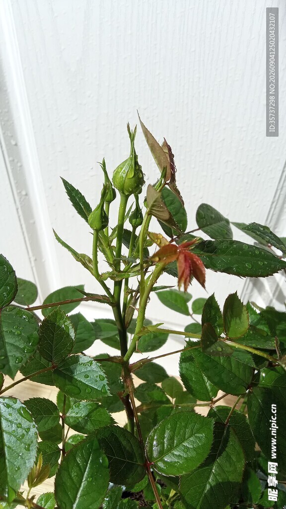 月季花苞