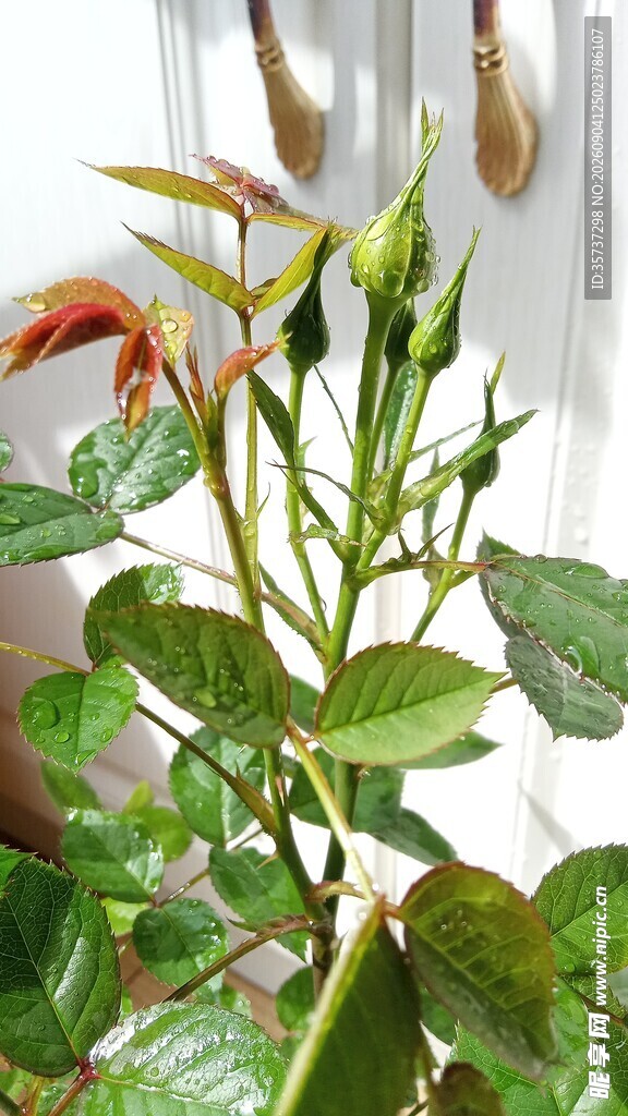 带水珠的嫩绿花苞