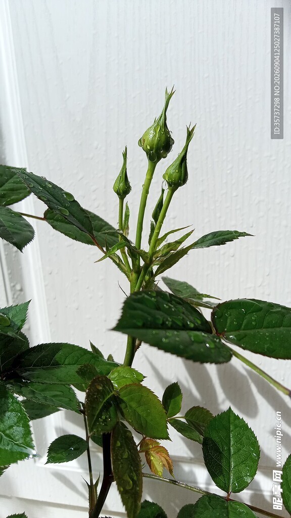 带水珠的玫瑰花苞