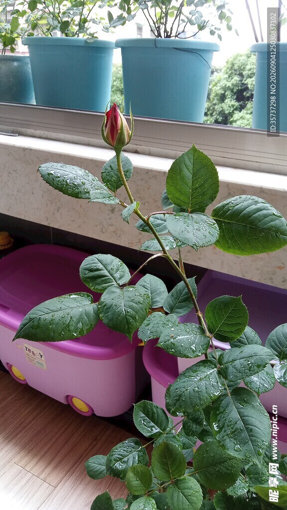 玫瑰花苞