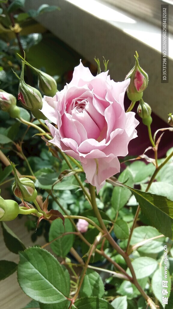 淡紫色月季花