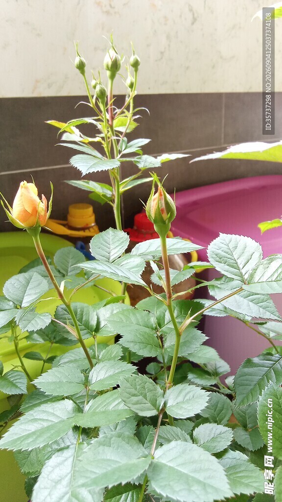 含苞待放的黄玫瑰
