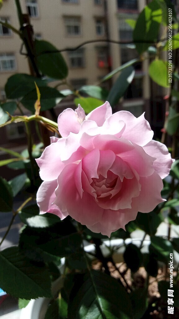 逆光阳台粉紫月季花