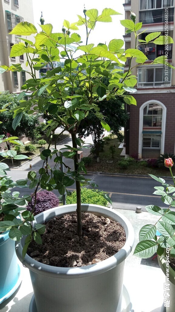 带花苞月季树