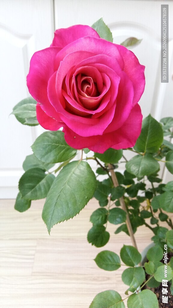 玫红玫瑰花
