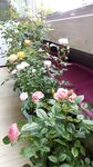 阳台月季花丛